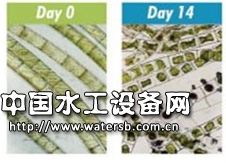 超声波除藻技术