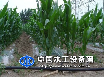 单翼迷宫式滴灌带